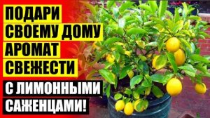 💯 Как заставить плодоносить лимон ☑ Цитрус уход в домашних условиях