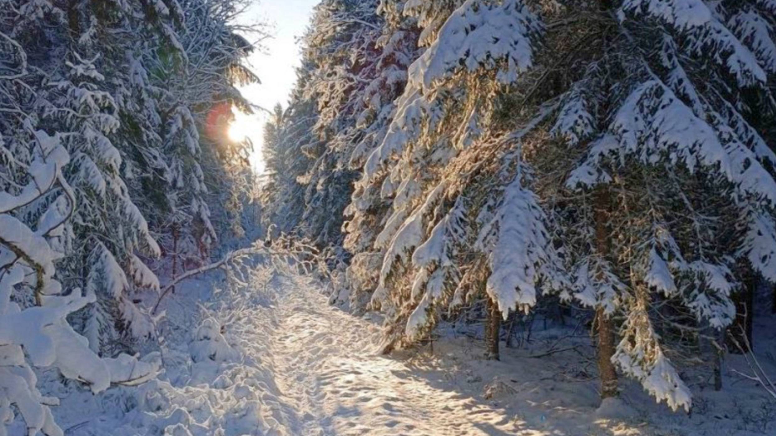 Загонная ОХОТА. СНЕГОВИКИ. 4-5 января 2025г.