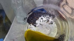 Аффинаж позолоченных корпусов часов. 1,7 кг - корпусов AU10. Проверяем процент выхода.