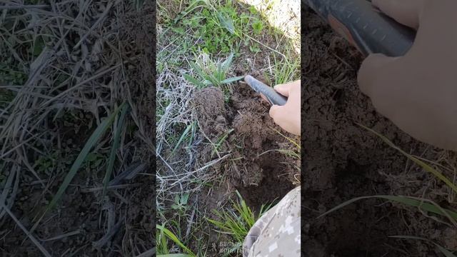 Реальный поиск с металлоискателем Minelab Manticore