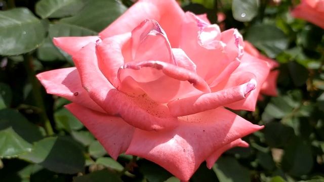 Кровавые цветы 144 серия русская озвучка ФИНАЛ смотреть онлайн