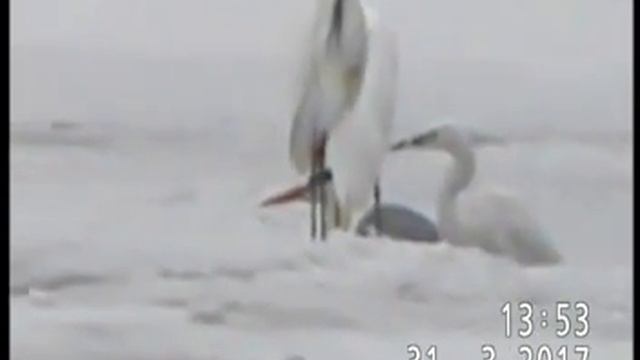 КВАРТЕТ ЦАПЕЛЬ  И  СОПРОВОЖДАЮЩИЕ ИХ ПТИЧЬИ ЛИЦА смотреть онлайн