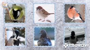 Зимующие птицы