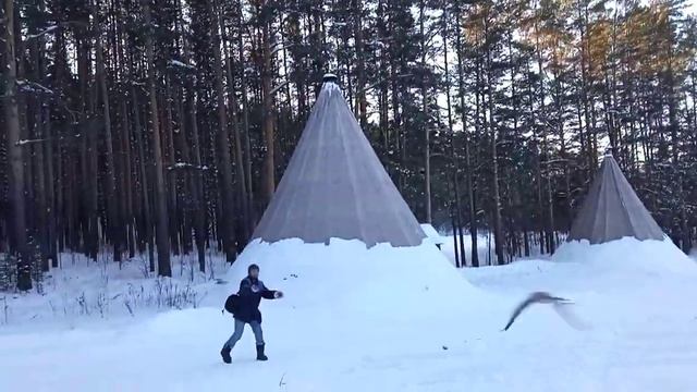 Соколиная охота