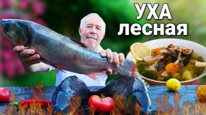 ЛЕСНАЯ УХА из РЕЧНОЙ РЫБЫ с ГРИБАМИ в КАЗАНЕ на КОСТРЕ