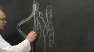 Строение Молочная железа