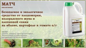 Матч- безопасное и экологичное средство от вредителей яблони,томата и картофеля.Обзор 2025