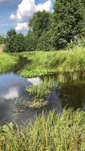 Река. Живая природа. Красота. Лето. Сочно, зелено. #люблюприроду смотреть онлайн