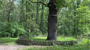 Дуб-долгожитель / 400-лет