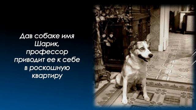 Буктрейлер Собачье сердце смотреть онлайн