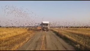 10 гонка. 780км. Московский регион. Старт 15 июля 2023 года.