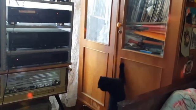 Диско кошка Ася.. 😂 смотреть онлайн