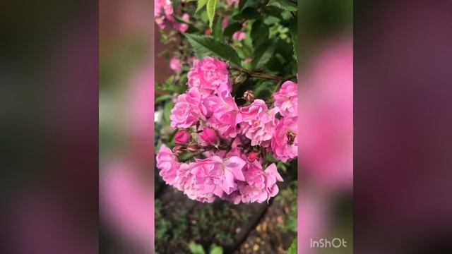 Дачные этюды 