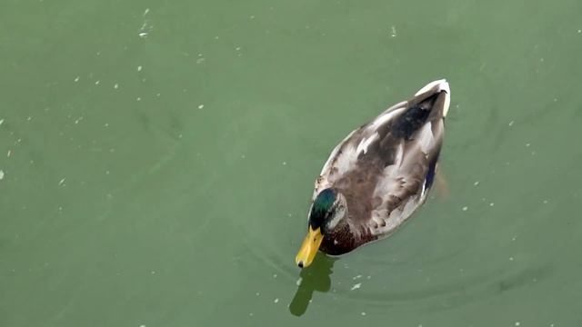 Большие минские каникулы смотреть онлайн