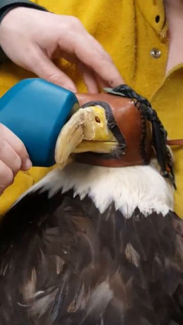 Eagle Laser Therapy смотреть онлайн