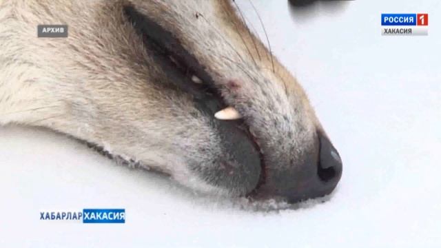 Чабан. 08. 02. 2019 смотреть онлайн