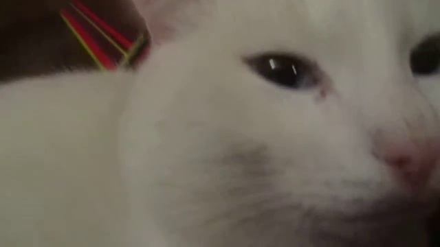 Копия видео БЕЛЯШ смотреть онлайн