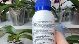 ПЯТНА на листьях орхидеи. Фитоспорин для орхидей