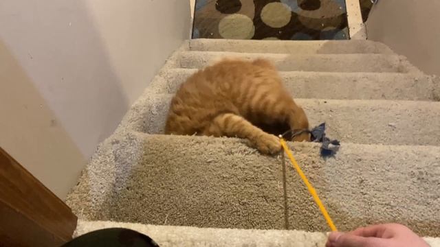 Bon Hisses During Playtime! смотреть онлайн