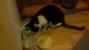 Характеры кошек и котов