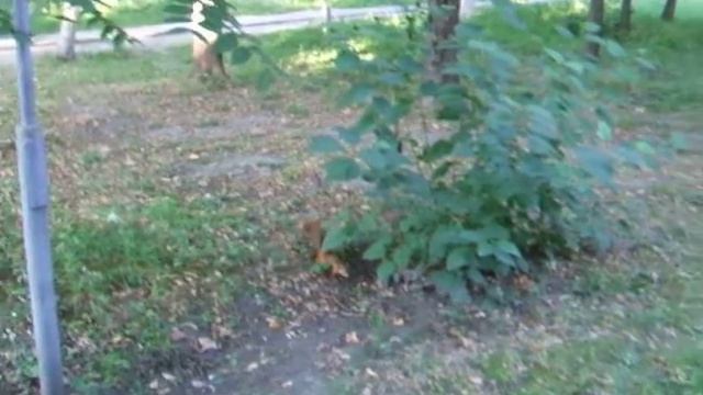 Природа. Белочка в парке. смотреть онлайн