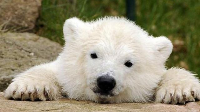 қонжықертегібалалар1бөлім