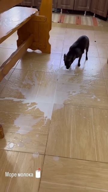 #garden #жизньзагородом #рецепты #огород #shorts смотреть онлайн