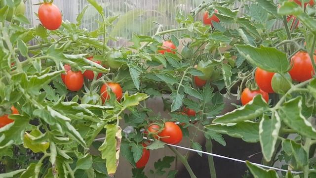 Сорт томата Кнопка. Даже не ожидала, что влюблюсь в эту малекулу :) 25,08,23 смотреть онлайн