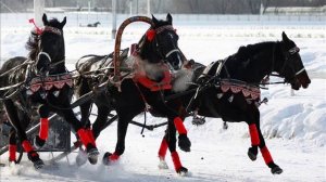 Песня - ЖАР ПТИЦА