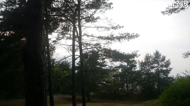 Сосны на морском берегу смотреть онлайн