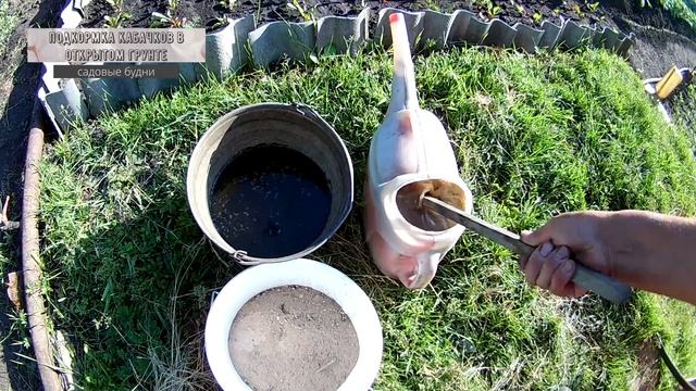 Подкормка кабачков в открытом грунте
