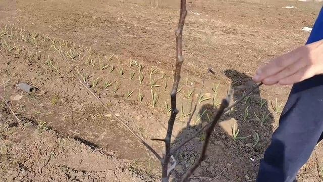 Обрезка саженцев после покупки и далее