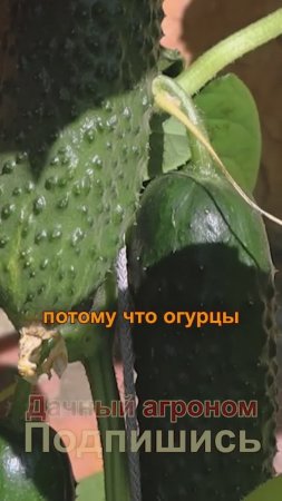 Засыхают огурцы ЧТО ДЕЛАТЬ