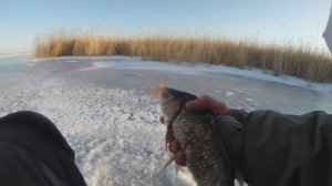 Крупный карась у камыша на мелководье. Гусиный плаж 
 Зимний Маныч. Балка Б.Садковка  Юрий Философ