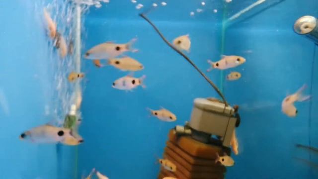 Барбус филаментоза. смотреть онлайн