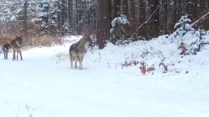 🐺🐺🐺🐺 видео фотоловушки