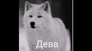 Какой ты волк по знаку зодиака