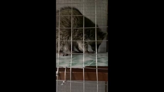 кира кушает зифир смотреть онлайн