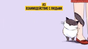 Как понять язык кошек