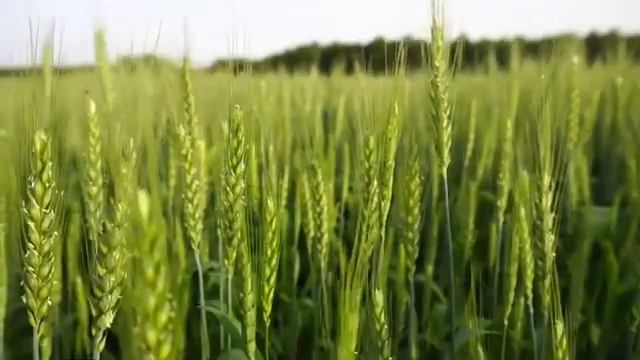 Забытые целители Вадим Зеланд смотреть онлайн