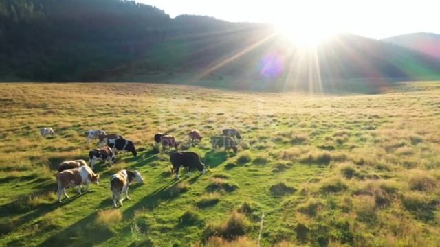 Cow | Корова - краткое описание. смотреть онлайн