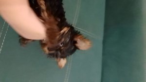 моя хорошая собака🐶🐕