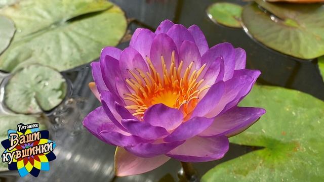 Нимфея Khwantara (Квантара) кувшинка, waterlily, водные растения, пруд