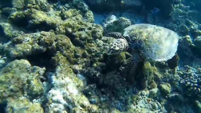 Мальдивы) Морская черепаха) Снорклинг) Maldives) Sea Turtle (Snorkeling)