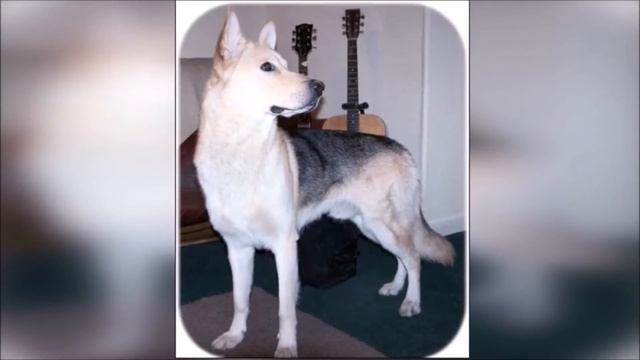 Целых 8 ЛЕТ пёс провёл в поисках родного дома и ЗАПЛАКАЛ, когда встретил своего хозяина смотреть онлайн