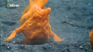 Океан Самое странное место в океане National Geographic Документальные фильмы Морские обитатели