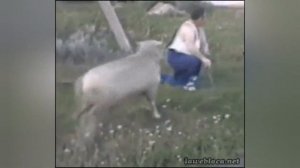 Бараны в деле... Когда бараны злиться...