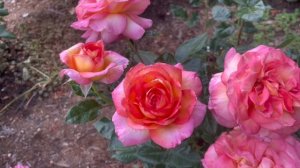 Roberto Alagna Rose Spring 2023