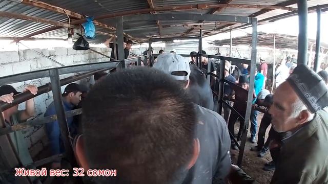 Аз нархи ин хафтаина букахо бохабар шавед дустон. Живой вес. Букахои калон, нигохбори.