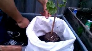 Посадка винограда в контейнер ч.5